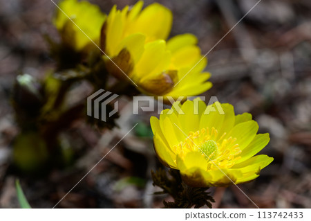 Adonis flower (Toyohira Park)_5883 Adonis flower (Toyohira Park)_5883 113742433
