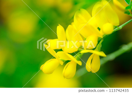 Broom (green center)_5917 113742435