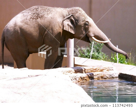 亞洲大象 亞洲大象 113742493