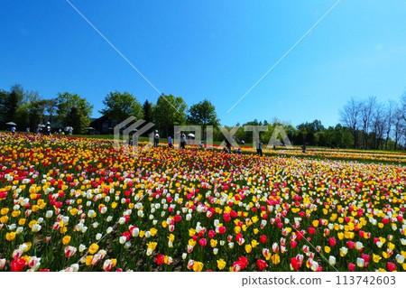 盛開的鬱金香 113742603