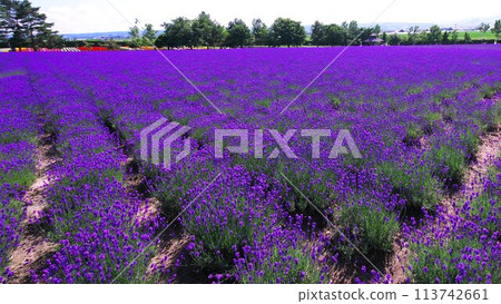 高地富良野薰衣草園 113742661