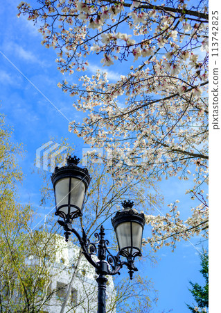 Cityscape (kobushi flowers and street lamps)_3353 Cityscape (kobushi flowers and street lamps)_3353 113742825