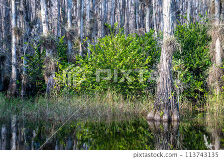 Bromeliads Tillandsia airplants, hardwood hammock, and Cypress trees in the marshy swamp of a National Preserve, Florida. 113743135