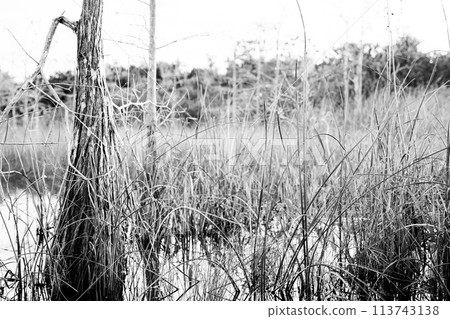 hardwood hammock, and Cypress trees in the marshy swamp of a everglades, Florida 113743138
