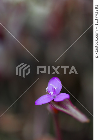 The small purple flowers that start to bloom in early spring are Tradescantia 113743293