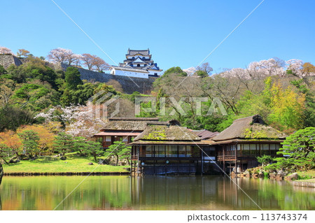 [Shiga Prefecture] Hikone Castle tower and Genkyuen Garden with cherry blossoms in full bloom 113743374