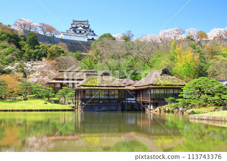 [滋賀縣]彥根城天守閣和櫻花盛開的玄宮園 113743376