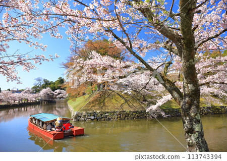 [滋賀縣]晴天時彥根城護城河上的船屋和櫻花盛開 113743394