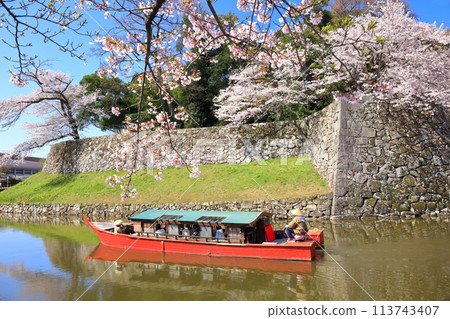 [Shiga Prefecture] A houseboat on the moat of Hikone Castle on a clear day and cherry blossoms in full bloom 113743407