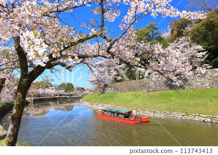 [Shiga Prefecture] A houseboat on the moat of Hikone Castle on a clear day and cherry blossoms in full bloom 113743413