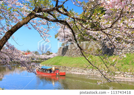 [Shiga Prefecture] A houseboat on the moat of Hikone Castle on a clear day and cherry blossoms in full bloom 113743418