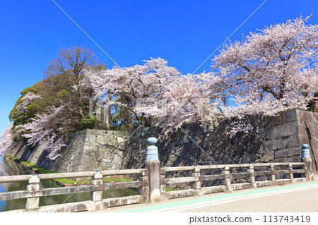 [Shiga Prefecture] Hikone Castle Kyobashi Entrance on a clear day and cherry blossoms in full bloom 113743419