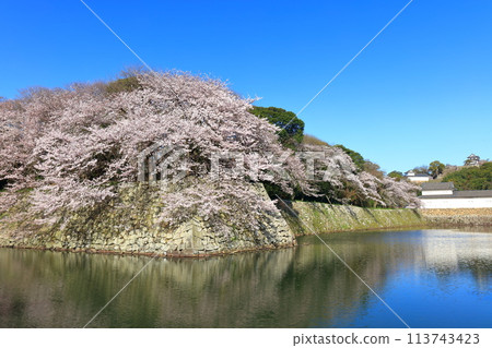 [Shiga Prefecture] Hikone Castle tower and moat with cherry blossoms in full bloom 113743423