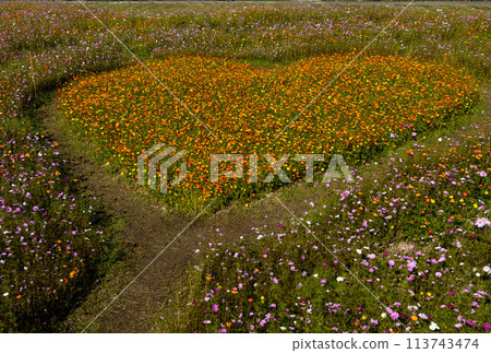 寒河江櫻花園的波斯菊田（心） 113743474