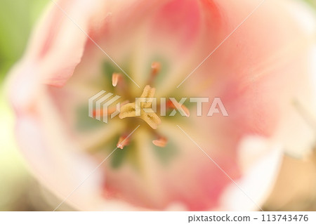 紅色鬱金香特寫鏡頭 113743476