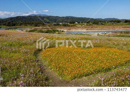 寒河江櫻花園波斯菊田（心）和寒河江河 113743477