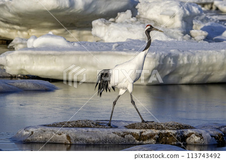 A red-crowned crane on Lake Furen where drift ice remains 113743492