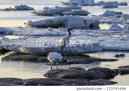 Lake Furen with drift ice in the evening and a pair of red-crowned cranes 1 Lake Furen with drift ice in the evening and a pair of red-crowned cranes 1 113743494