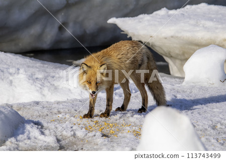 A red fox riding on drift ice at Lake Furen 3 113743499