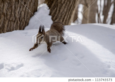 Hokkaido squirrel running through snowy forest 3 113743573