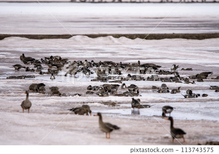 雪原裡聚集著一群白額雁 113743575