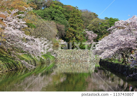 [Shiga Prefecture] Hikone Castle moat and cherry blossoms in full bloom on a clear day 113743807