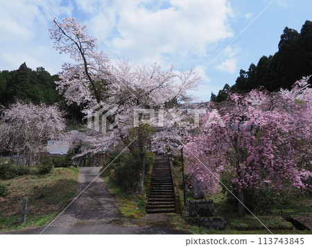 Kasumi cherry blossoms at Fukutokuji Temple in Keihoku Kasumi cherry blossoms at Fukutokuji Temple in Keihoku 113743845
