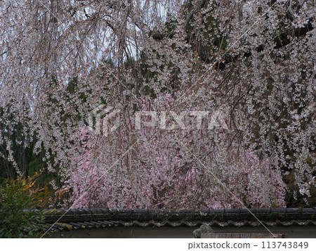 Kasumi cherry blossoms at Fukutokuji Temple in Keihoku Kasumi cherry blossoms at Fukutokuji Temple in Keihoku 113743849
