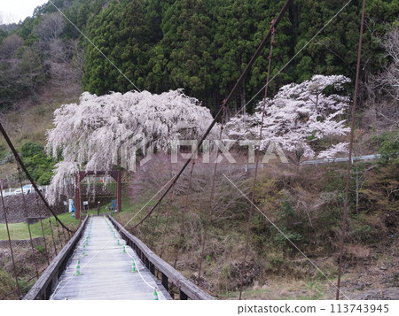 京北魚河淵吊橋的櫻花 京北魚河淵吊橋的櫻花 113743945