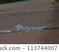 Gecko 113744007