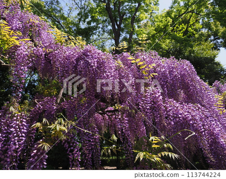 Wisteria trellis in Toba, Kyoto Wisteria trellis in Toba, Kyoto 113744224