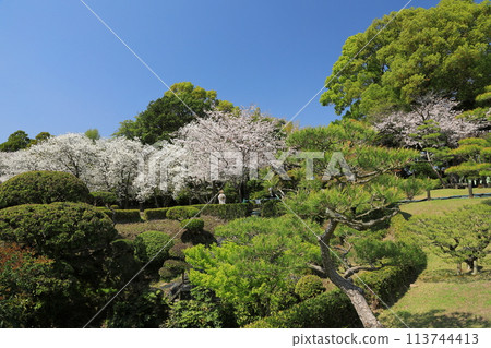 一位穿著日式服裝的女人穿過櫻花盛開的花園的美麗日本風景 一位穿著日式服裝的女人穿過櫻花盛開的花園的美麗日本風景 113744413