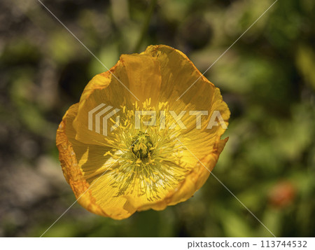 Orange Iceland Poppy 113744532