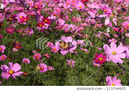  Cosmos field 113744685