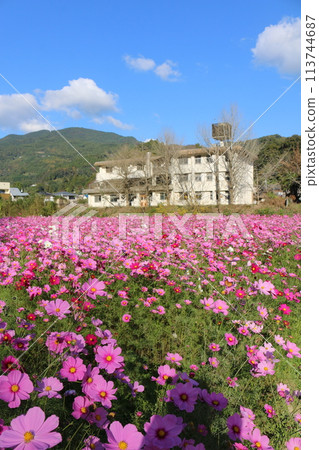  Cosmos field 113744687