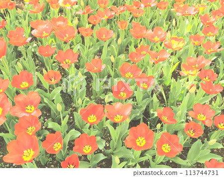Tulip Tulip 113744731