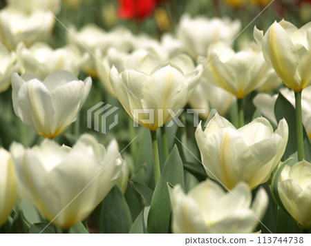 Tulip 113744738