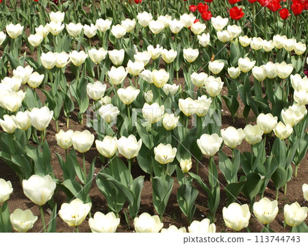 Tulip 113744743