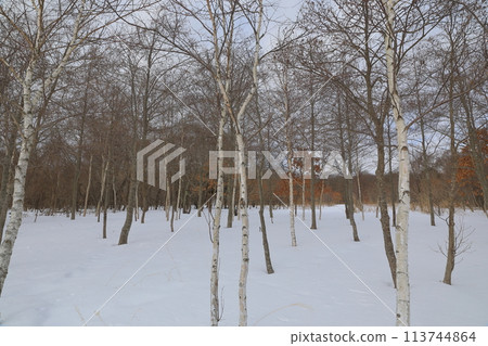 宇東內湖自然觀察路沿線的白樺林雪景 宇東內湖自然觀察路沿線的白樺林雪景 113744864