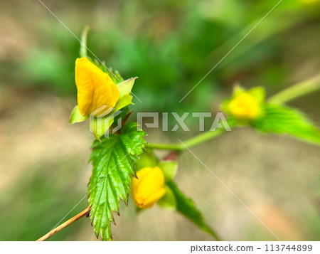 三個山吹芽 113744899