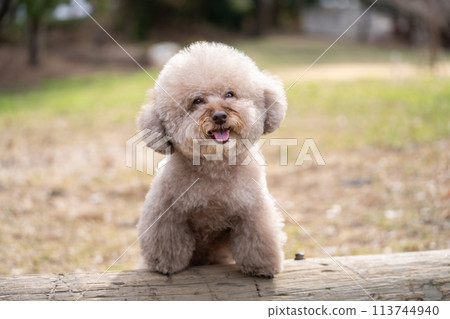 Smiling toy poodle Smiling toy poodle 113744940