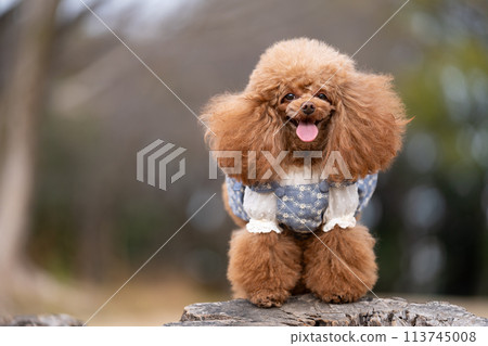 玩具貴賓犬 113745008