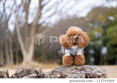 玩具貴賓犬 113745009