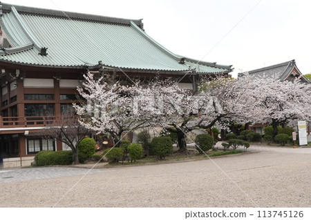 櫻花盛開的東別院 櫻花盛開的東別院 113745126