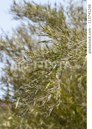 Shinotake, a bamboo flower that is said to bloom once every 120 years 113745206