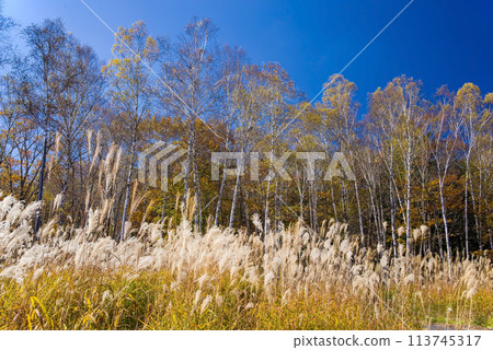 Hiwada Plateau "A refreshing autumn plateau: birch and hawthorn" 113745317