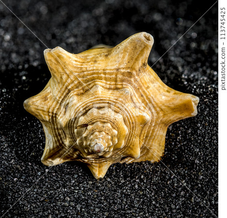 Strombus pugilis shell on a black sand background Strombus pugilis shell on a black sand background 113745425
