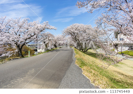 愛知縣一宮市木曾川沿岸的櫻花樹 113745449