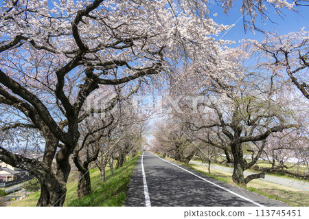 愛知縣一宮市木曾川沿岸的櫻花樹 113745451