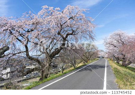 愛知縣一宮市木曾川沿岸的櫻花樹 愛知縣一宮市木曾川沿岸的櫻花樹 113745452